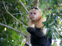 singe panama