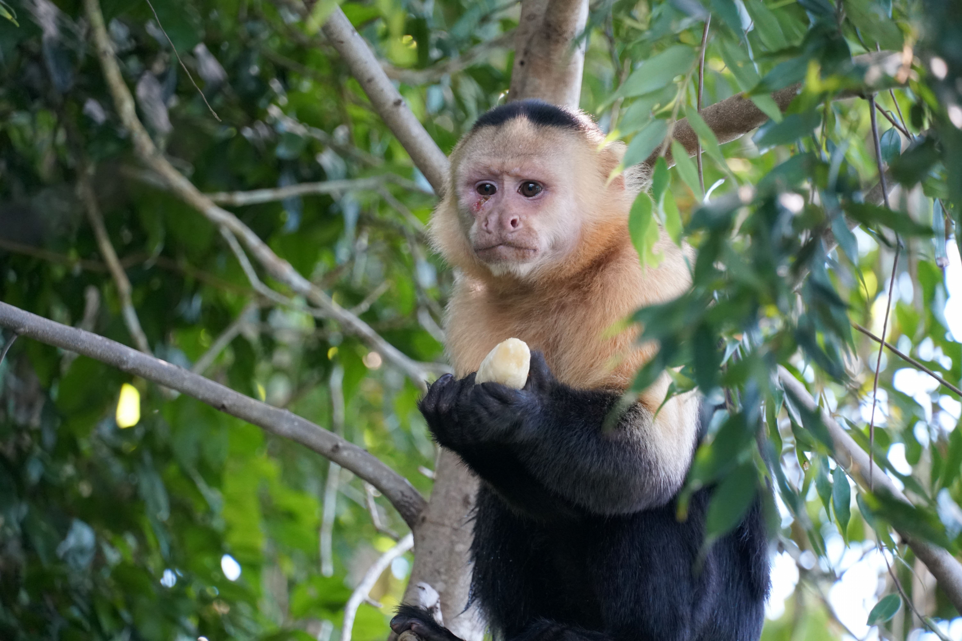 singe panama