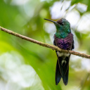 colibri-panama-temoignage