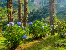 Jardin à Boquete