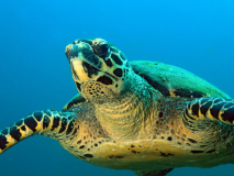 Tortue à Isla Coiba