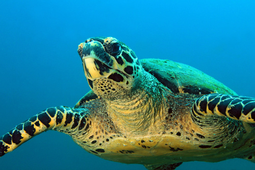 Tortue à Isla Coiba