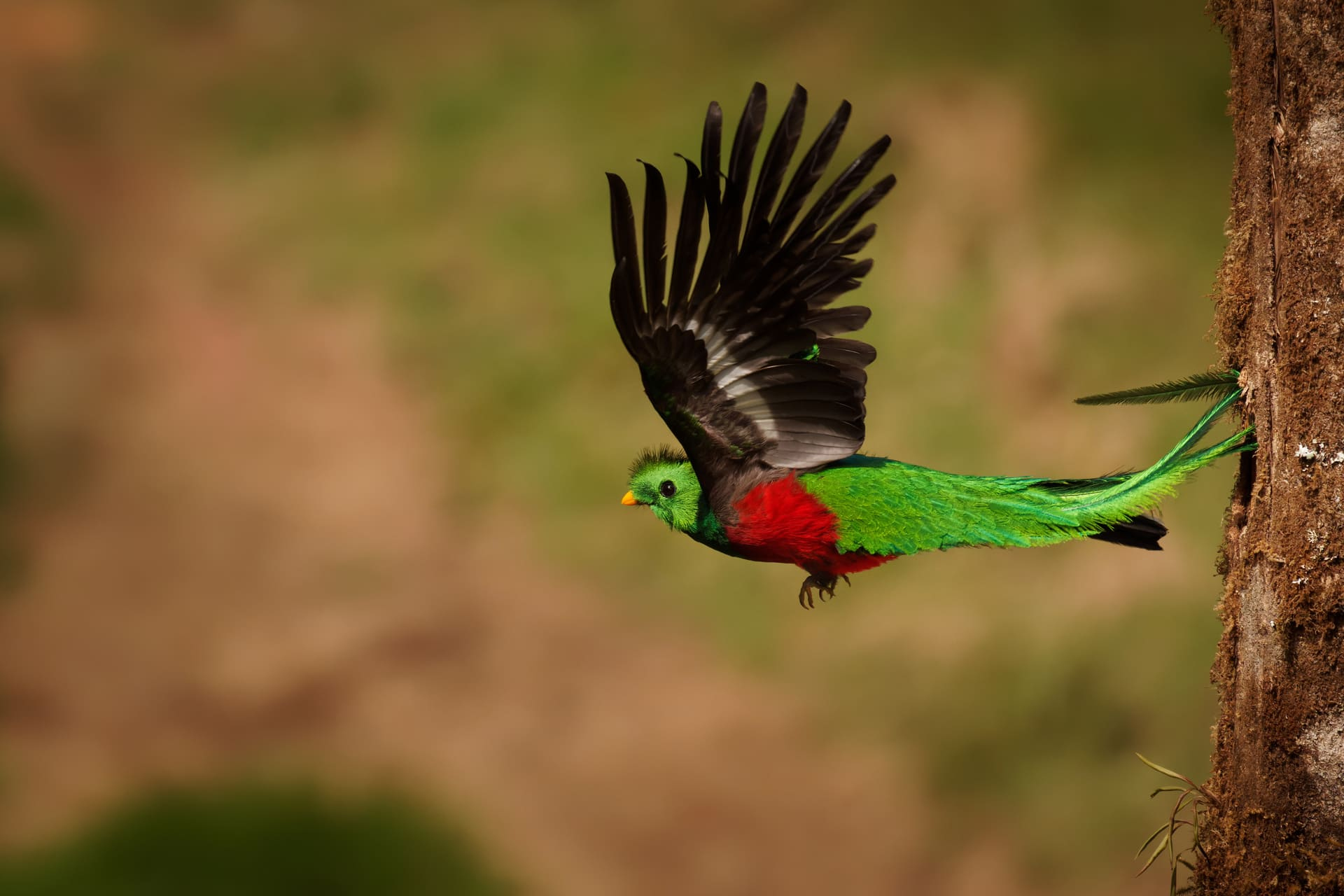 quetzal-panama
